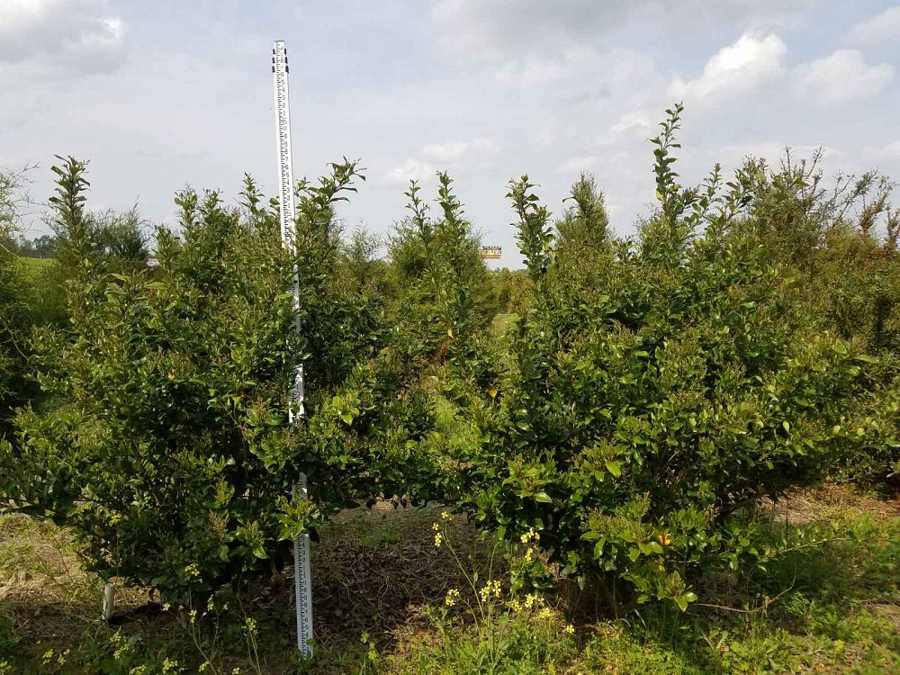 ligustrum-japonicum-recurvifolium-japanese-privet-recurvea-wax-leaf-ligustrum-wavy-leaf-ligustrum