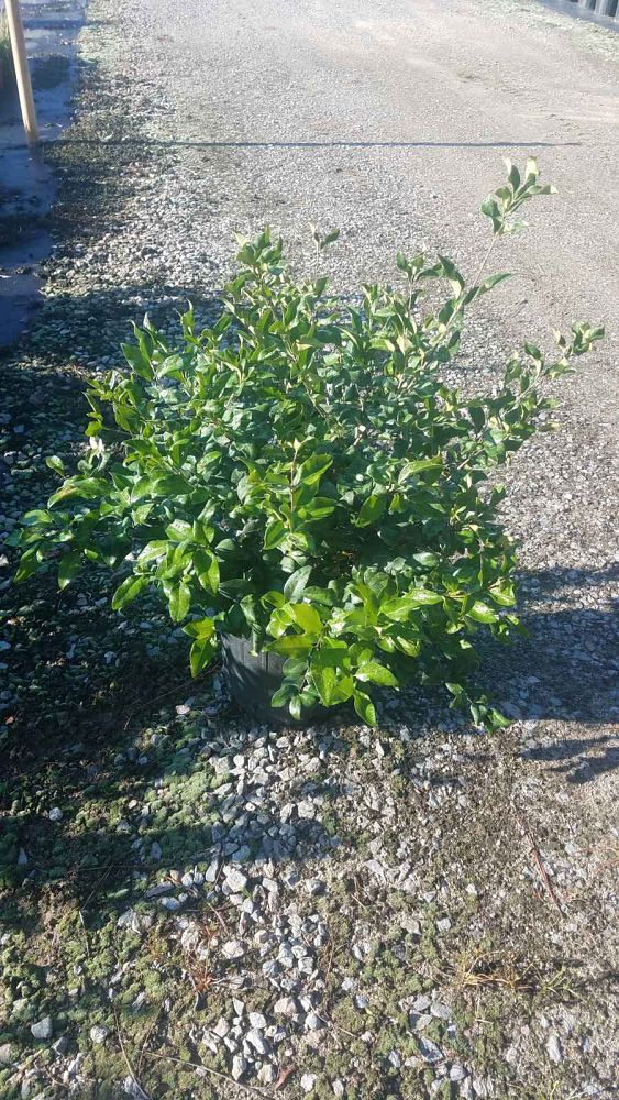 ligustrum-japonicum-recurvifolium-japanese-privet-recurvea-wax-leaf-ligustrum-wavy-leaf-ligustrum
