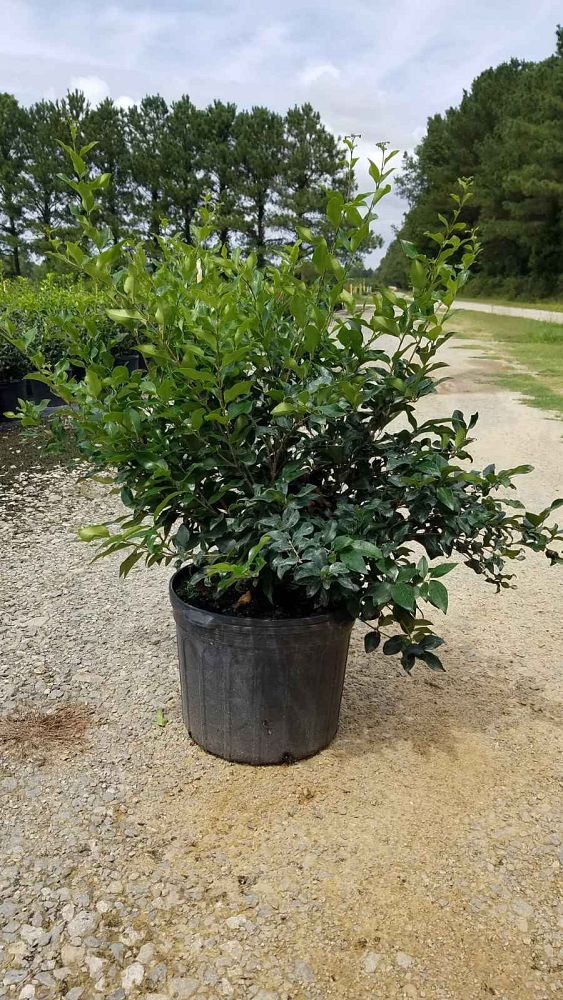 ligustrum-japonicum-recurvifolium-japanese-privet-recurvea-wax-leaf-ligustrum-wavy-leaf-ligustrum