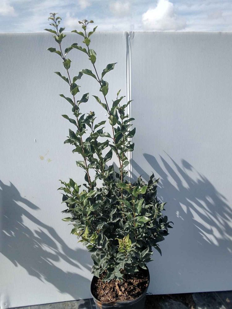 ligustrum-japonicum-recurvifolium-japanese-privet-recurvea-wax-leaf-ligustrum-wavy-leaf-ligustrum
