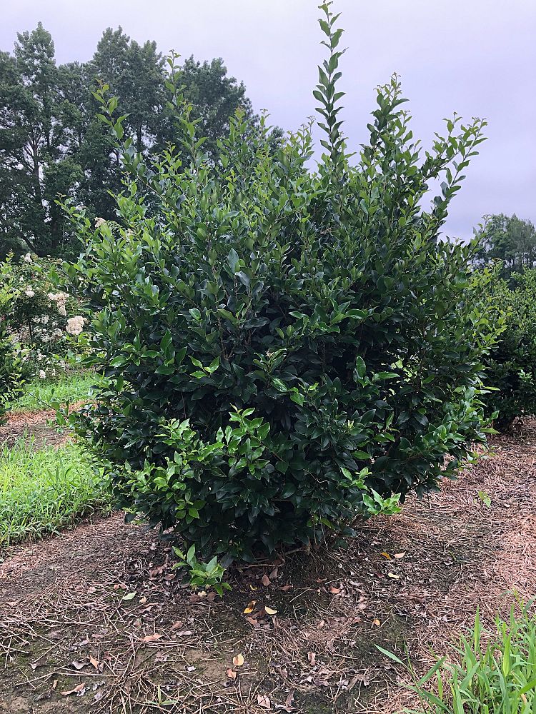 ligustrum-japonicum-recurvifolium-japanese-privet-recurvea-wax-leaf-ligustrum-wavy-leaf-ligustrum