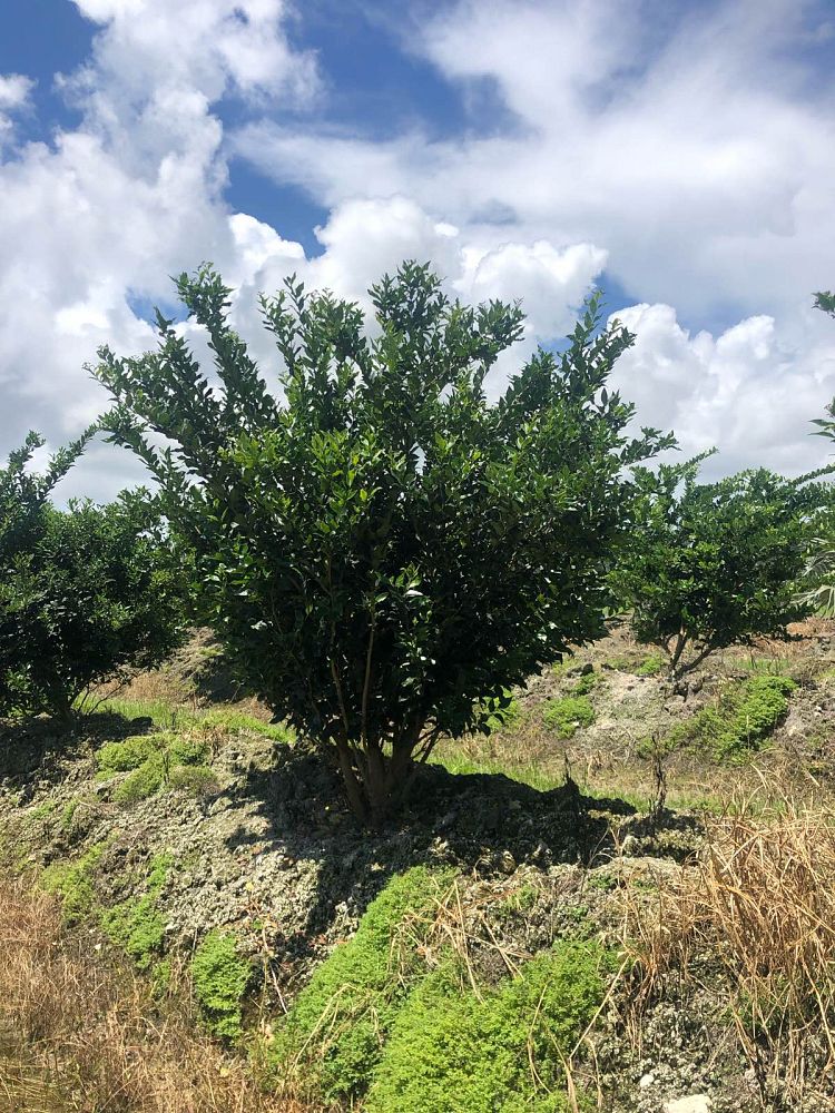 ligustrum-japonicum-recurvifolium-japanese-privet-recurvea-wax-leaf-ligustrum-wavy-leaf-ligustrum