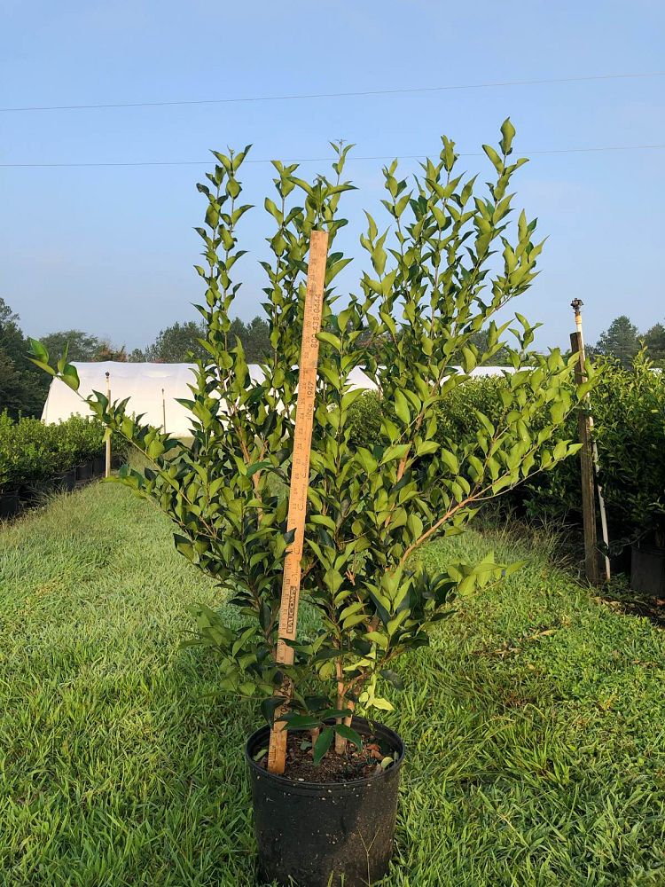ligustrum-japonicum-recurvifolium-japanese-privet-recurvea-wax-leaf-ligustrum-wavy-leaf-ligustrum