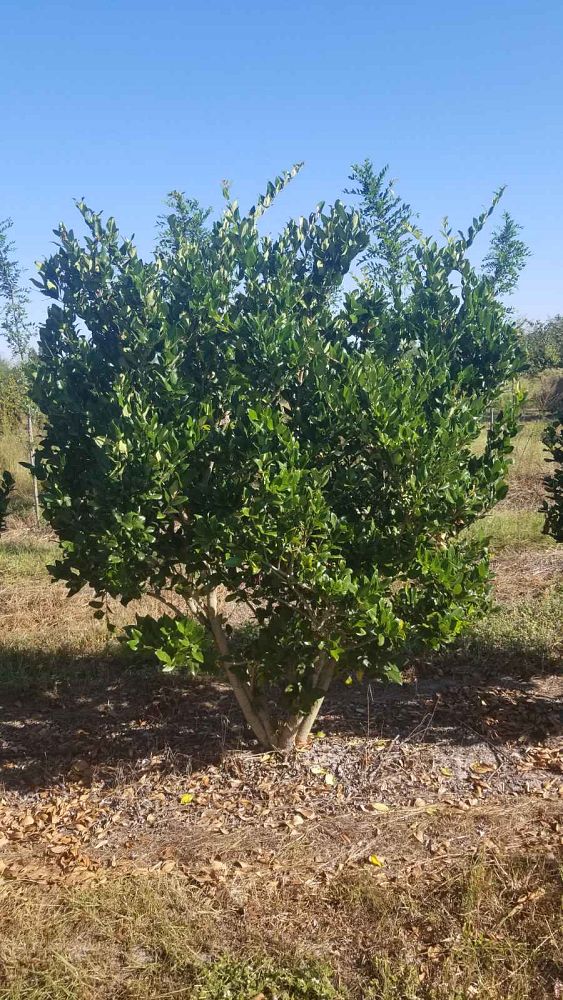 ligustrum-japonicum-recurvifolium-japanese-privet-recurvea-wax-leaf-ligustrum-wavy-leaf-ligustrum