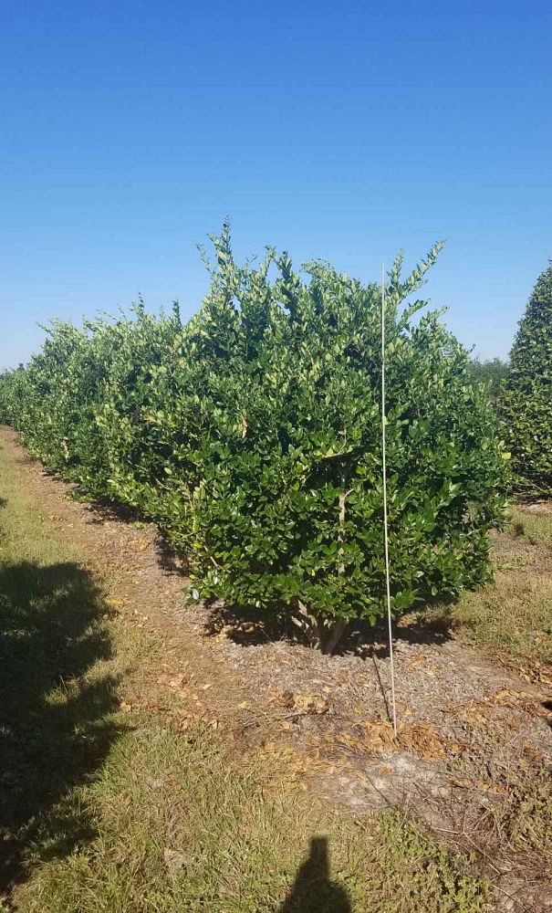 ligustrum-japonicum-recurvifolium-japanese-privet-recurvea-wax-leaf-ligustrum-wavy-leaf-ligustrum