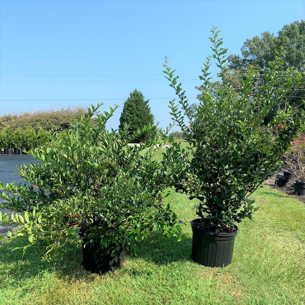 ligustrum-japonicum-recurvifolium-japanese-privet-recurvea-wax-leaf-ligustrum-wavy-leaf-ligustrum