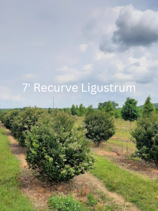 ligustrum-japonicum-recurvifolium-japanese-privet-recurvea-wax-leaf-ligustrum-wavy-leaf-ligustrum