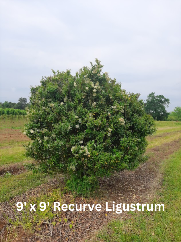 ligustrum-japonicum-recurvifolium-japanese-privet-recurvea-wax-leaf-ligustrum-wavy-leaf-ligustrum