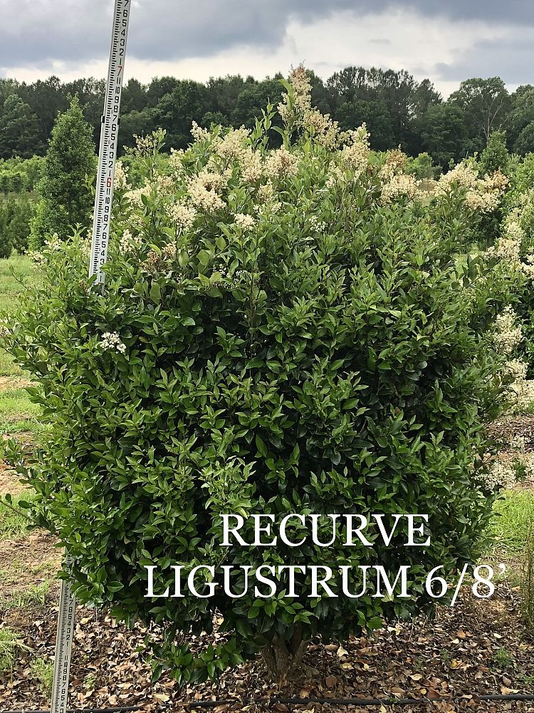 ligustrum-japonicum-recurvifolium-japanese-privet-recurvea-wax-leaf-ligustrum-wavy-leaf-ligustrum