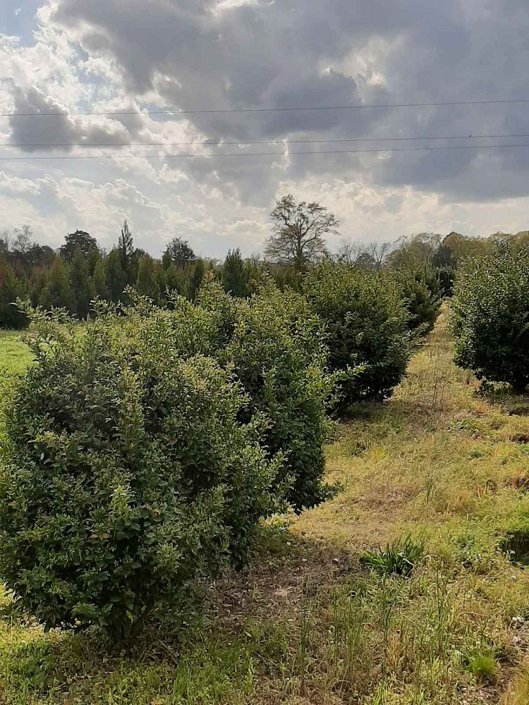 ligustrum-japonicum-recurvifolium-japanese-privet-recurvea-wax-leaf-ligustrum-wavy-leaf-ligustrum