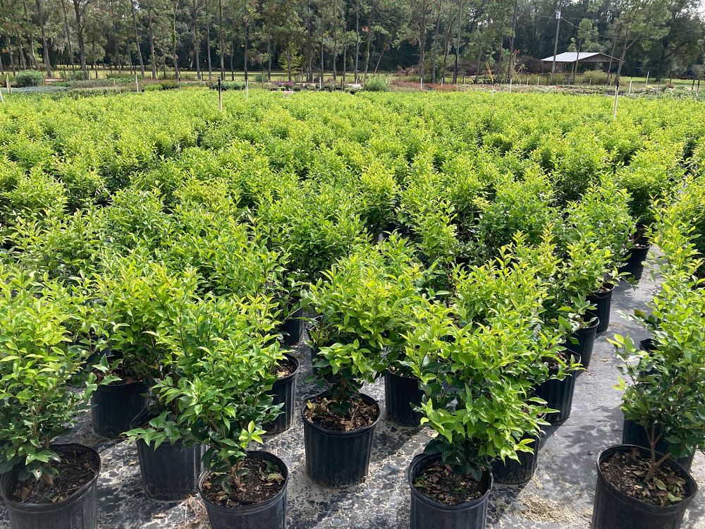 ligustrum-japonicum-recurvifolium-japanese-privet-recurvea-wax-leaf-ligustrum-wavy-leaf-ligustrum