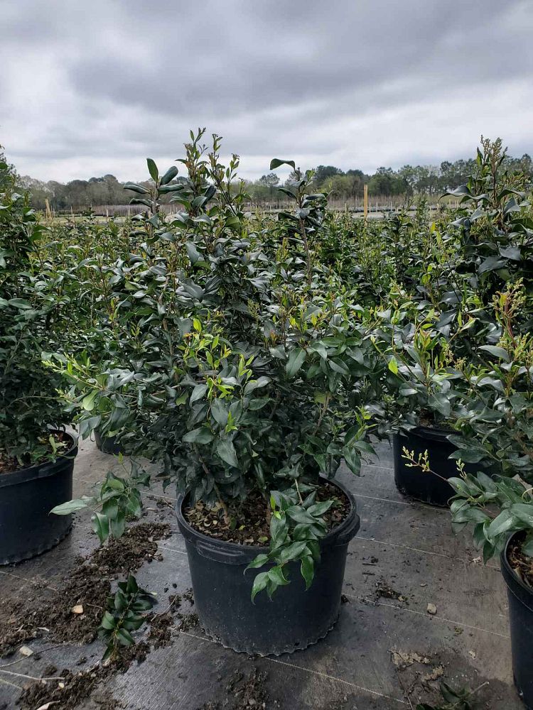 ligustrum-japonicum-recurvifolium-japanese-privet-recurvea-wax-leaf-ligustrum-wavy-leaf-ligustrum