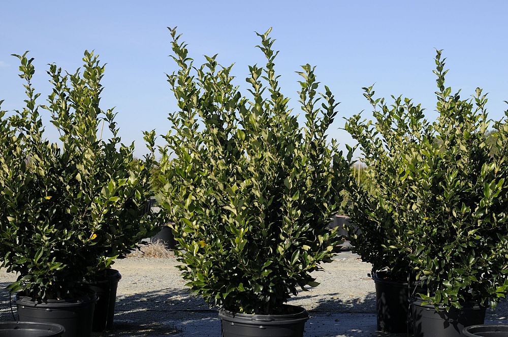 ligustrum-japonicum-recurvifolium-japanese-privet-recurvea-wax-leaf-ligustrum-wavy-leaf-ligustrum