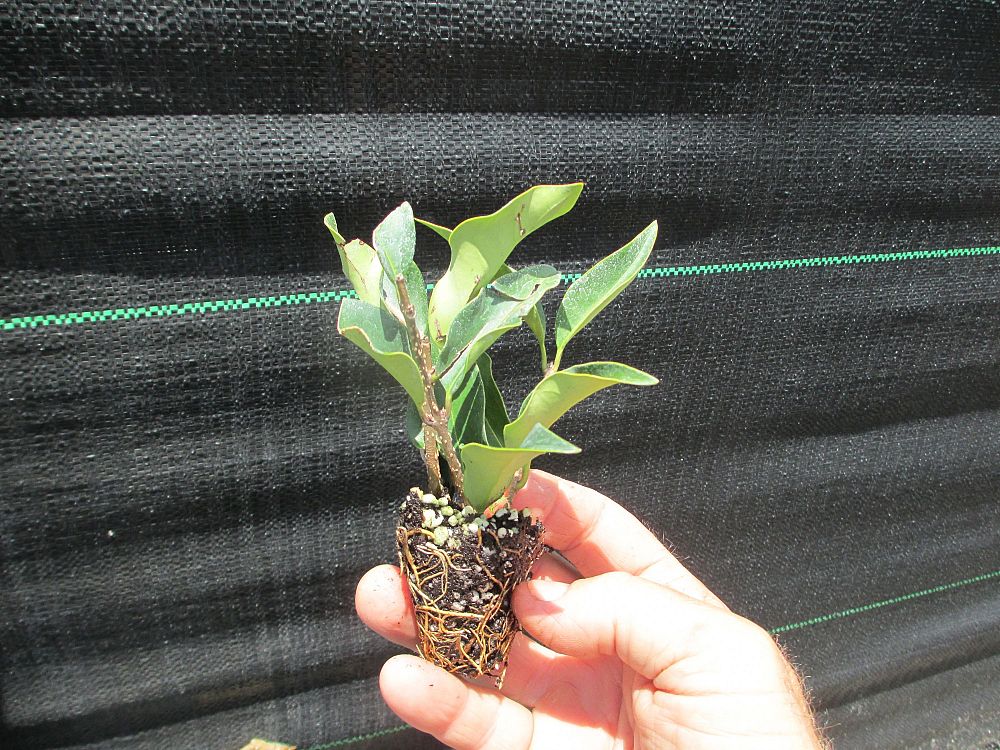 ligustrum-japonicum-recurvifolium-japanese-privet-recurvea-wax-leaf-ligustrum-wavy-leaf-ligustrum