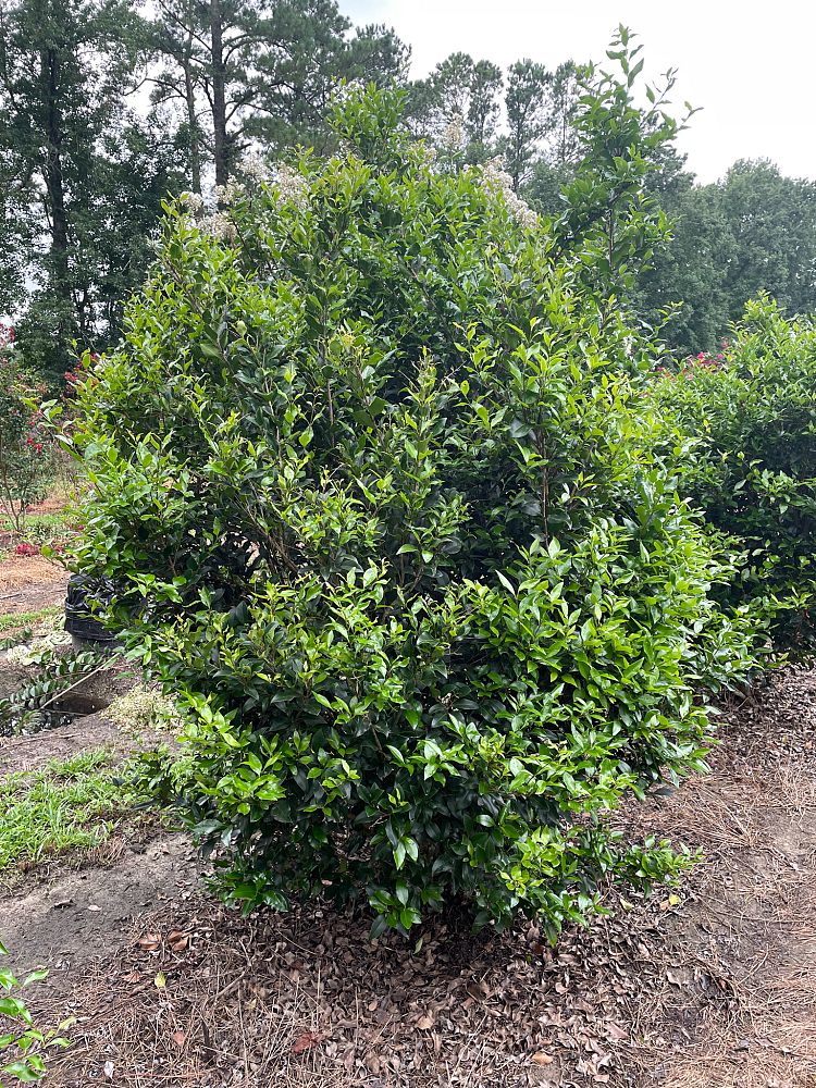 ligustrum-japonicum-recurvifolium-japanese-privet-recurvea-wax-leaf-ligustrum-wavy-leaf-ligustrum