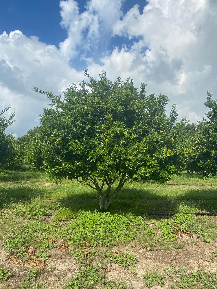 ligustrum-japonicum-recurvifolium-japanese-privet-recurvea-wax-leaf-ligustrum-wavy-leaf-ligustrum