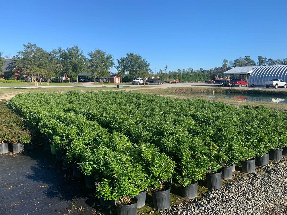 ligustrum-japonicum-recurvifolium-japanese-privet-recurvea-wax-leaf-ligustrum-wavy-leaf-ligustrum