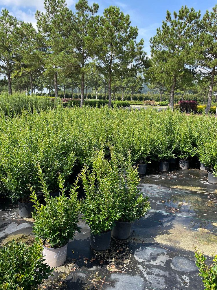 ligustrum-japonicum-recurvifolium-japanese-privet-recurvea-wax-leaf-ligustrum-wavy-leaf-ligustrum
