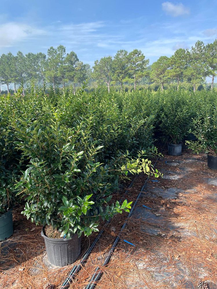 ligustrum-japonicum-recurvifolium-japanese-privet-recurvea-wax-leaf-ligustrum-wavy-leaf-ligustrum
