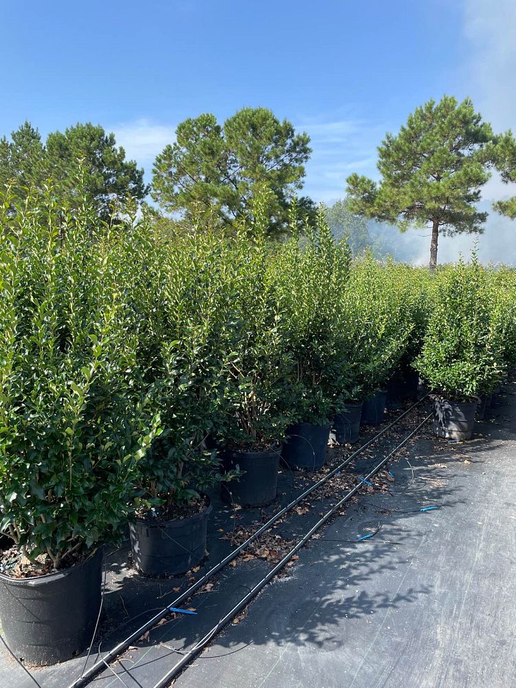 ligustrum-japonicum-recurvifolium-japanese-privet-recurvea-wax-leaf-ligustrum-wavy-leaf-ligustrum