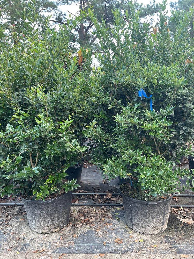 ligustrum-japonicum-recurvifolium-japanese-privet-recurvea-wax-leaf-ligustrum-wavy-leaf-ligustrum