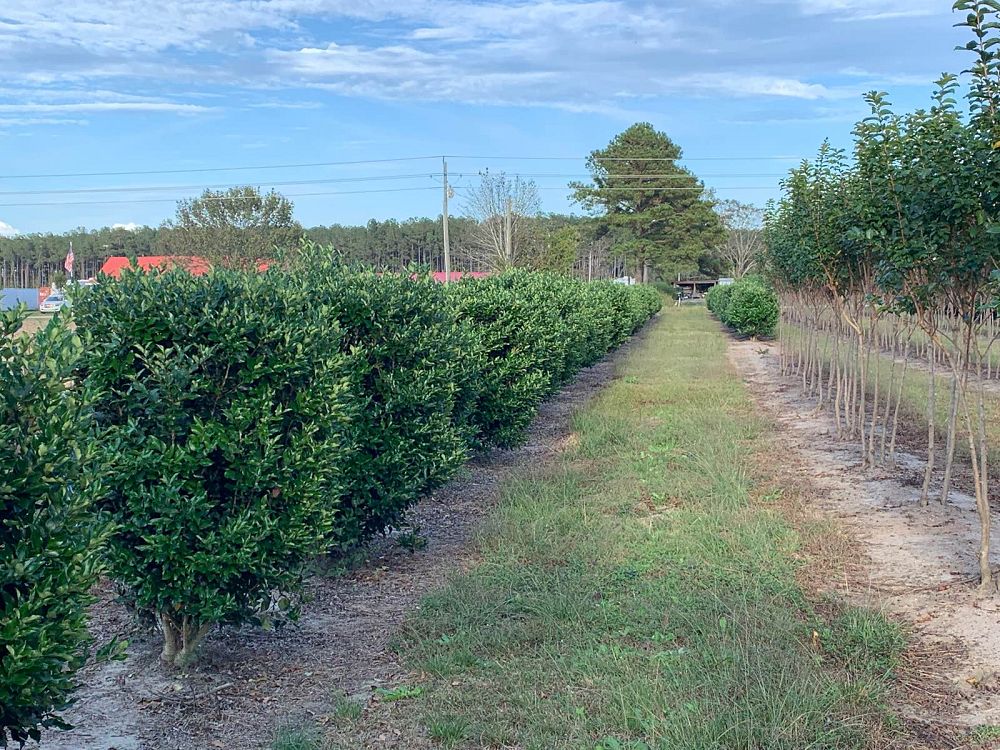 ligustrum-japonicum-recurvifolium-japanese-privet-recurvea-wax-leaf-ligustrum-wavy-leaf-ligustrum