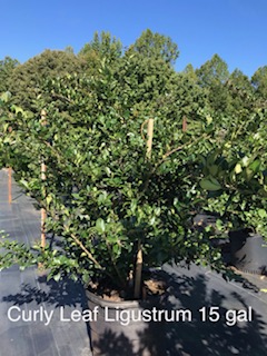 ligustrum-japonicum-recurvifolium-japanese-privet-recurvea-wax-leaf-ligustrum-wavy-leaf-ligustrum