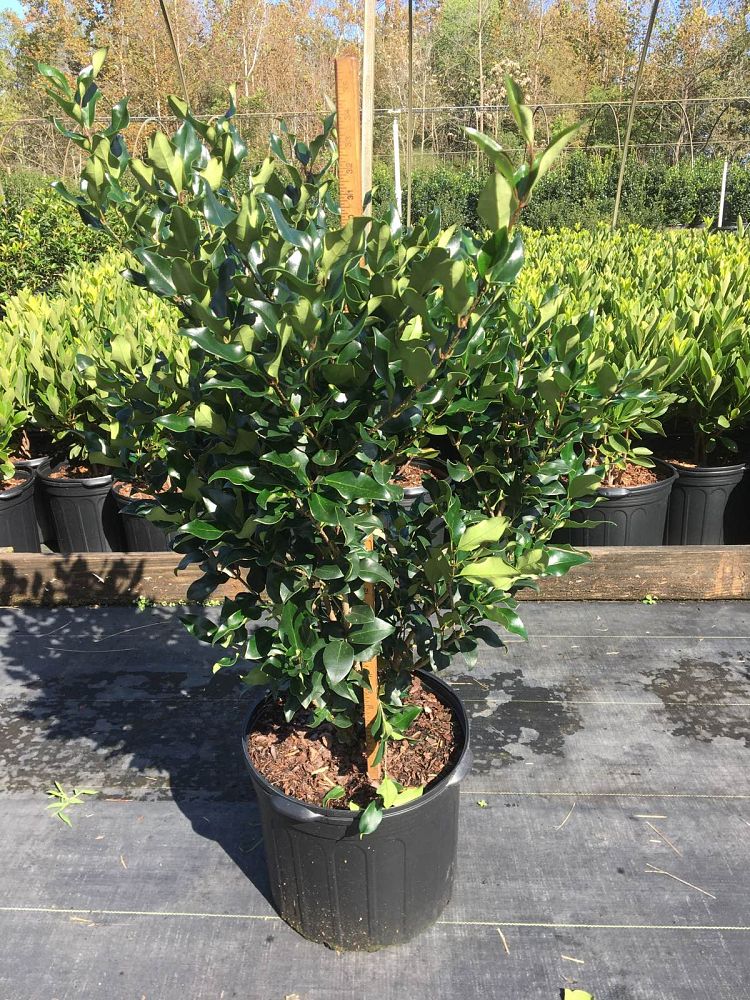ligustrum-japonicum-recurvifolium-japanese-privet-recurvea-wax-leaf-ligustrum-wavy-leaf-ligustrum