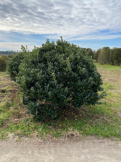 ligustrum-japonicum-recurvifolium-japanese-privet-recurvea-wax-leaf-ligustrum-wavy-leaf-ligustrum