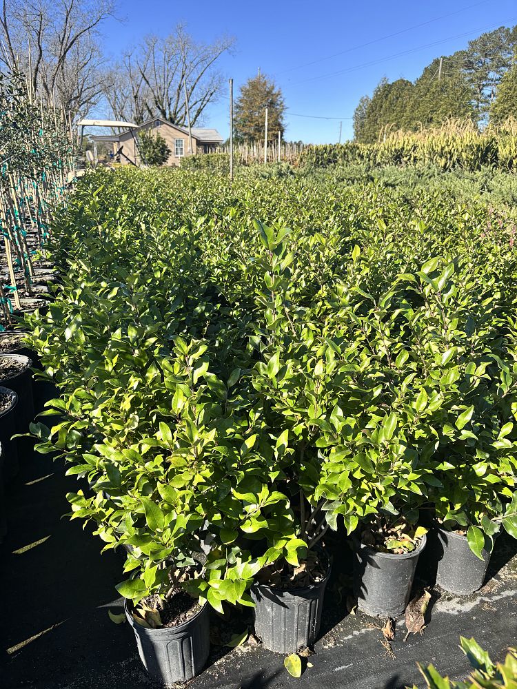 ligustrum-japonicum-recurvifolium-japanese-privet-recurvea-wax-leaf-ligustrum-wavy-leaf-ligustrum