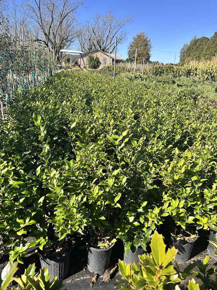 ligustrum-japonicum-recurvifolium-japanese-privet-recurvea-wax-leaf-ligustrum-wavy-leaf-ligustrum