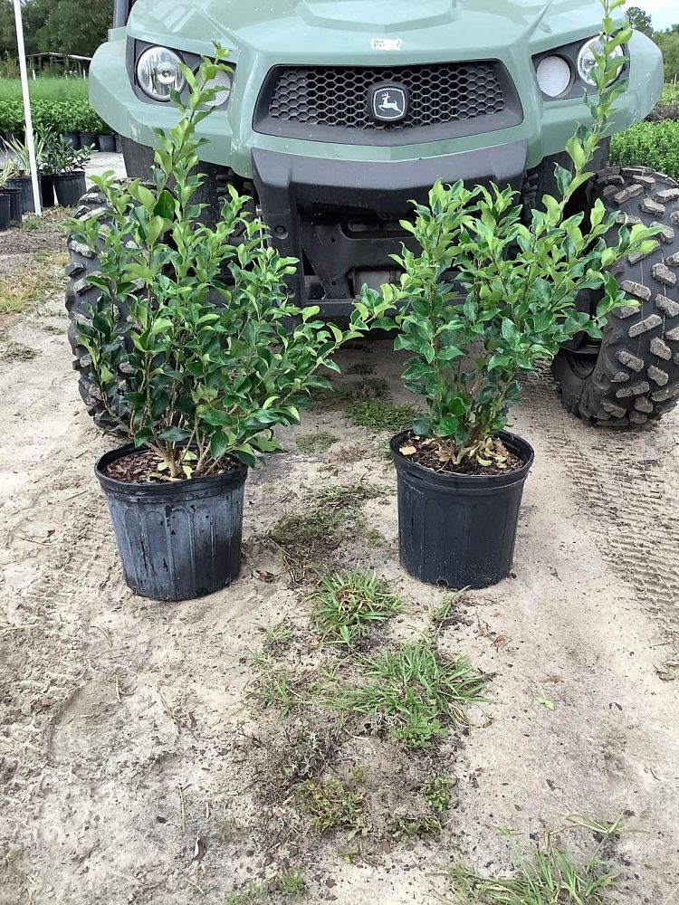 ligustrum-japonicum-recurvifolium-japanese-privet-recurvea-wax-leaf-ligustrum-wavy-leaf-ligustrum