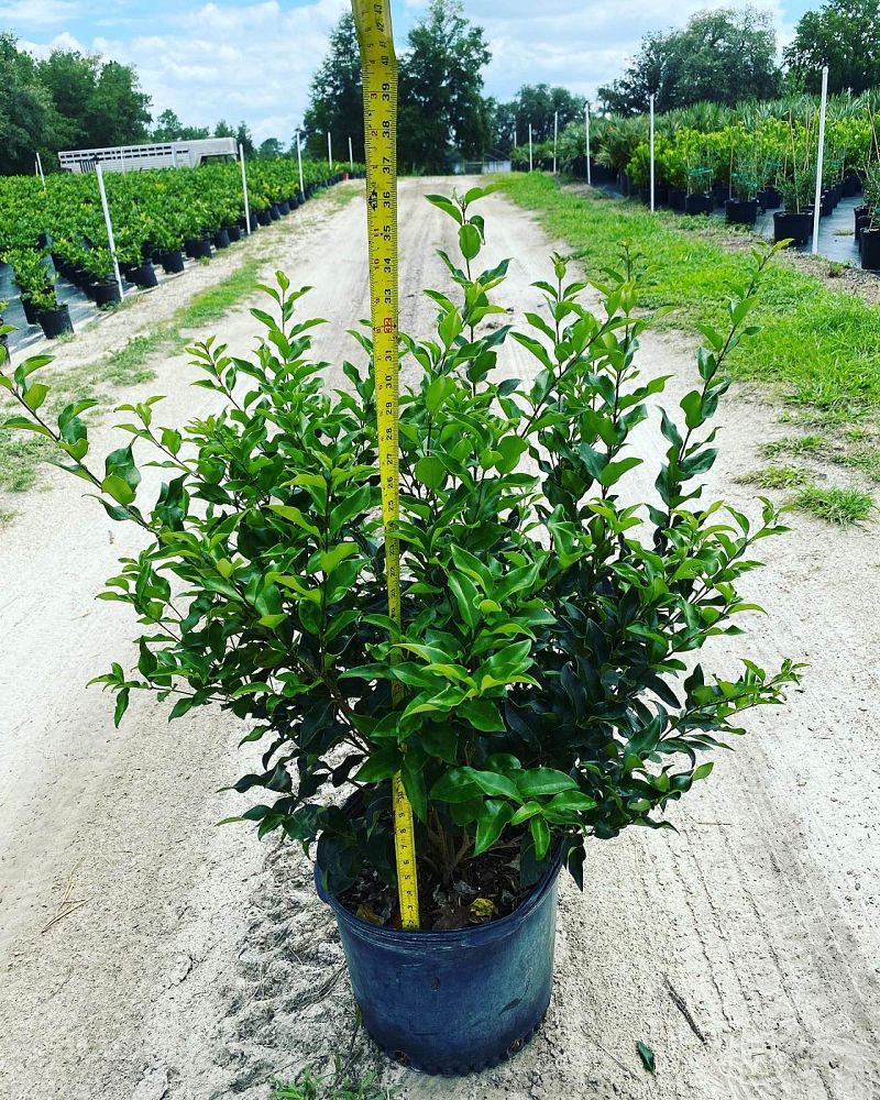 ligustrum-japonicum-recurvifolium-japanese-privet-recurvea-wax-leaf-ligustrum-wavy-leaf-ligustrum