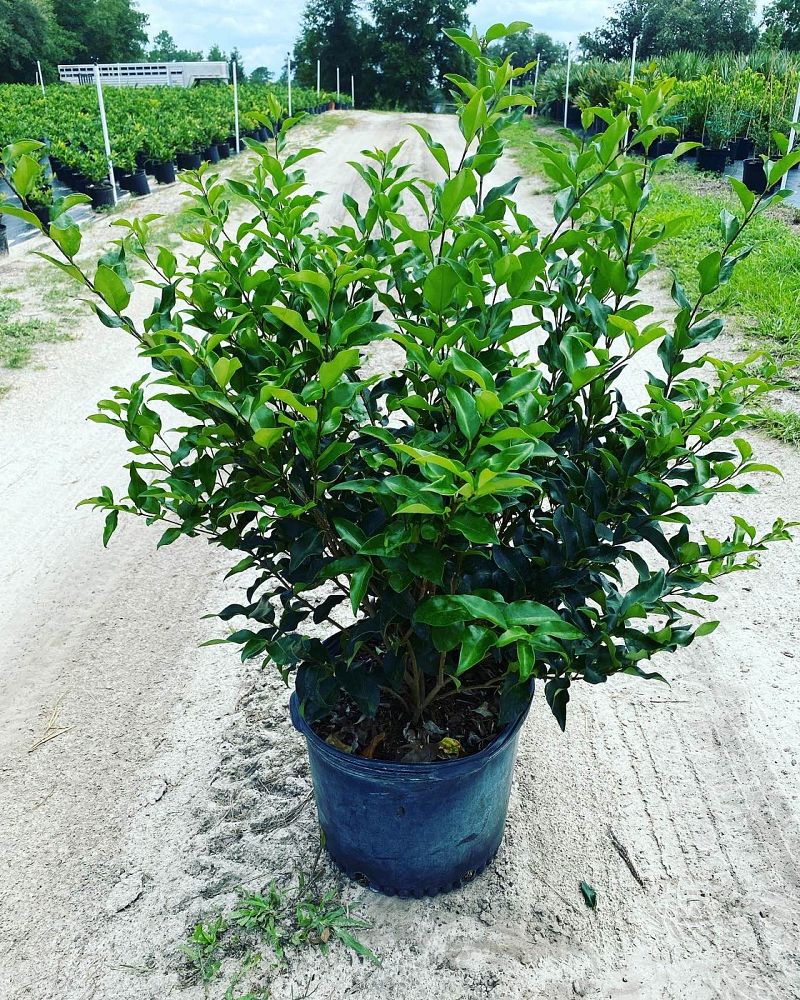 ligustrum-japonicum-recurvifolium-japanese-privet-recurvea-wax-leaf-ligustrum-wavy-leaf-ligustrum