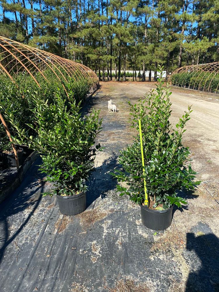 ligustrum-japonicum-recurvifolium-japanese-privet-recurvea-wax-leaf-ligustrum-wavy-leaf-ligustrum