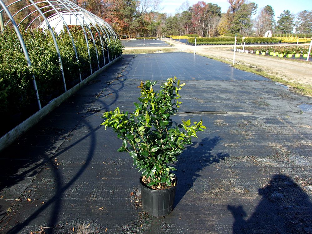 ligustrum-japonicum-recurvifolium-japanese-privet-recurvea-wax-leaf-ligustrum-wavy-leaf-ligustrum