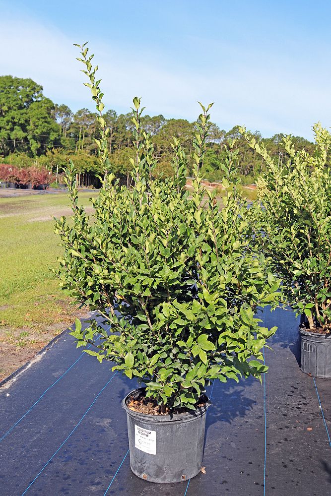 ligustrum-japonicum-recurvifolium-japanese-privet-recurvea-wax-leaf-ligustrum-wavy-leaf-ligustrum