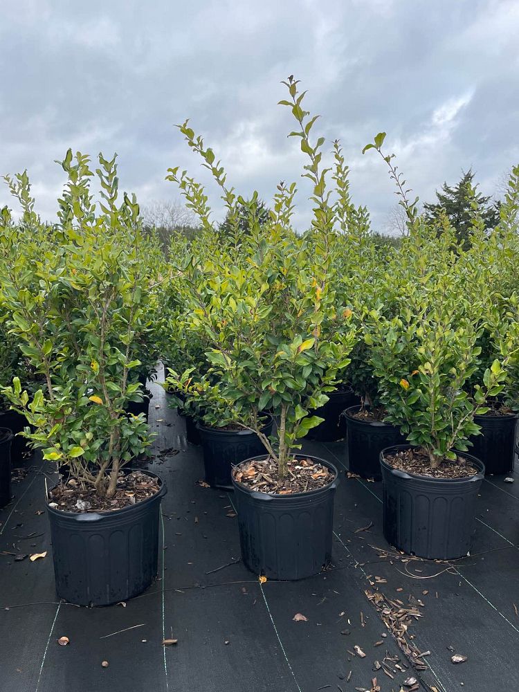 ligustrum-japonicum-recurvifolium-japanese-privet-recurvea-wax-leaf-ligustrum-wavy-leaf-ligustrum