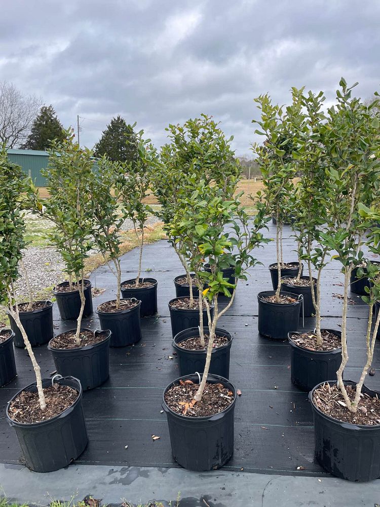 ligustrum-japonicum-recurvifolium-japanese-privet-recurvea-wax-leaf-ligustrum-wavy-leaf-ligustrum