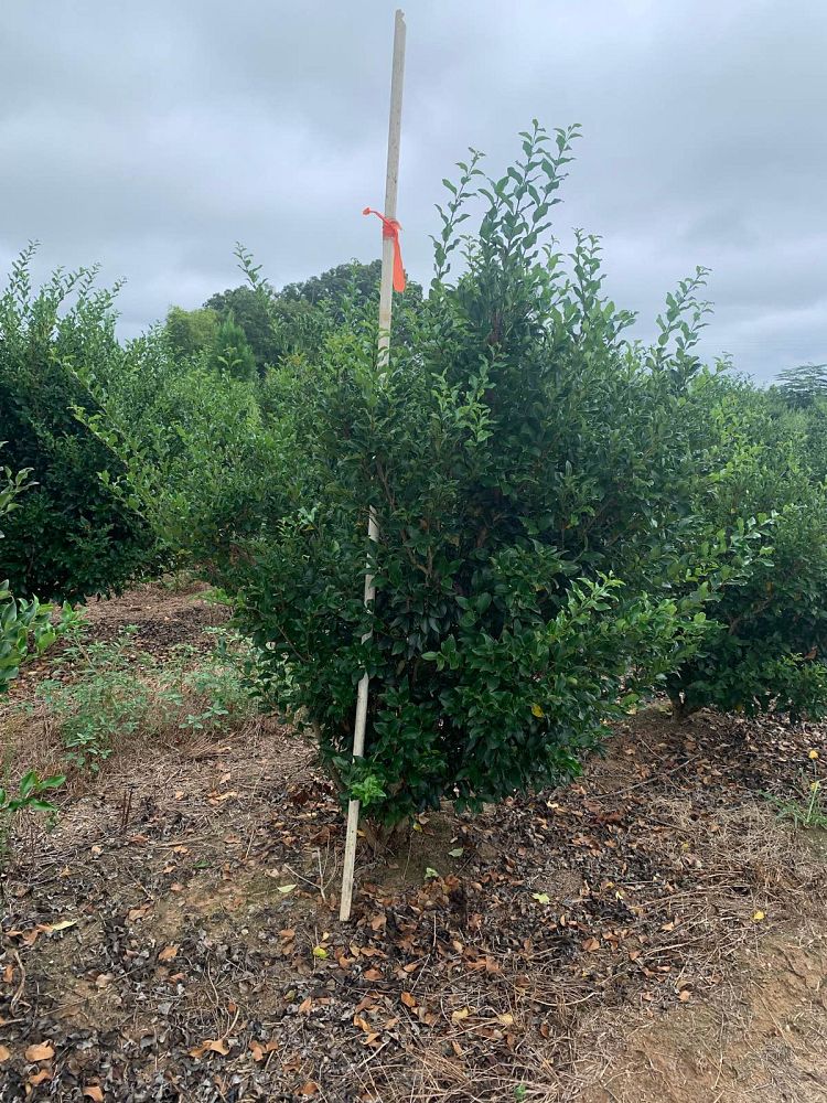 ligustrum-japonicum-recurvifolium-japanese-privet-recurvea-wax-leaf-ligustrum-wavy-leaf-ligustrum