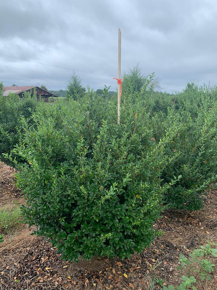 ligustrum-japonicum-recurvifolium-japanese-privet-recurvea-wax-leaf-ligustrum-wavy-leaf-ligustrum