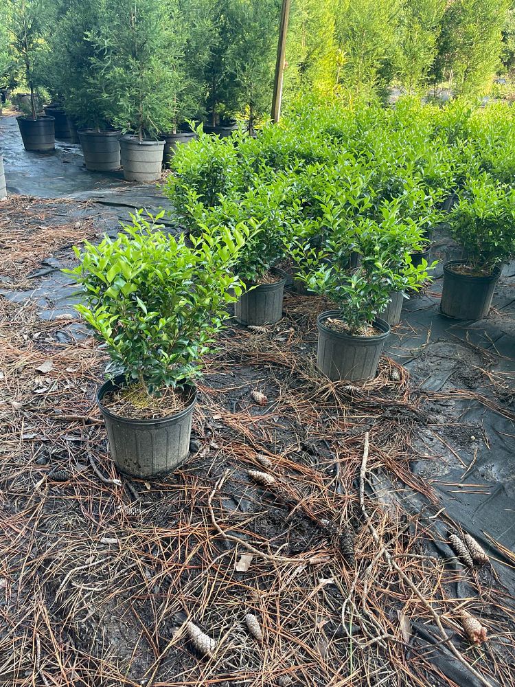 ligustrum-japonicum-recurvifolium-japanese-privet-recurvea-wax-leaf-ligustrum-wavy-leaf-ligustrum