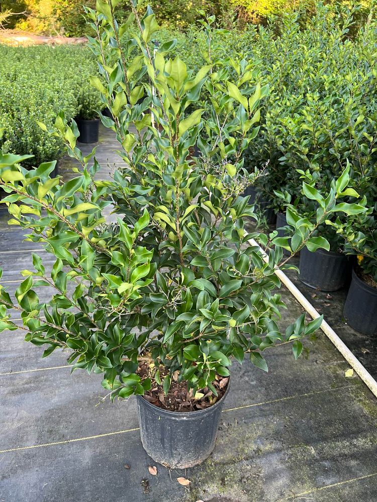ligustrum-japonicum-recurvifolium-japanese-privet-recurvea-wax-leaf-ligustrum-wavy-leaf-ligustrum