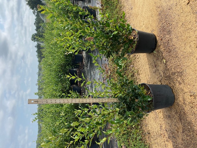 ligustrum-japonicum-recurvifolium-japanese-privet-recurvea-wax-leaf-ligustrum-wavy-leaf-ligustrum