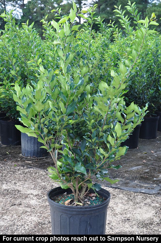 ligustrum-japonicum-recurvifolium-japanese-privet-recurvea-wax-leaf-ligustrum-wavy-leaf-ligustrum