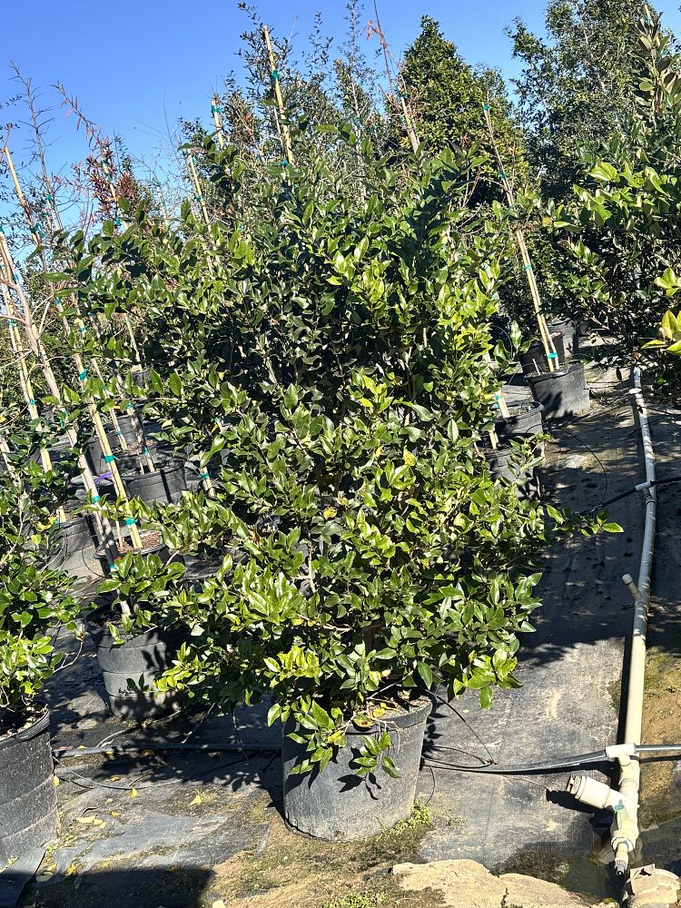 ligustrum-japonicum-recurvifolium-japanese-privet-recurvea-wax-leaf-ligustrum-wavy-leaf-ligustrum