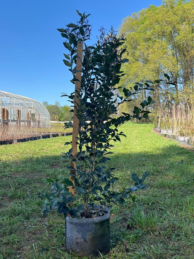 ligustrum-japonicum-recurvifolium-japanese-privet-recurvea-wax-leaf-ligustrum-wavy-leaf-ligustrum