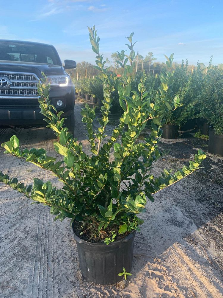 ligustrum-japonicum-recurvifolium-japanese-privet-recurvea-wax-leaf-ligustrum-wavy-leaf-ligustrum