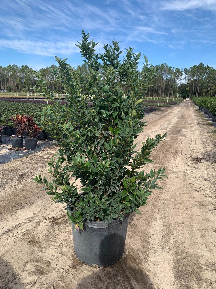 ligustrum-japonicum-recurvifolium-japanese-privet-recurvea-wax-leaf-ligustrum-wavy-leaf-ligustrum