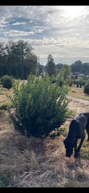 ligustrum-japonicum-recurvifolium-japanese-privet-recurvea-wax-leaf-ligustrum-wavy-leaf-ligustrum
